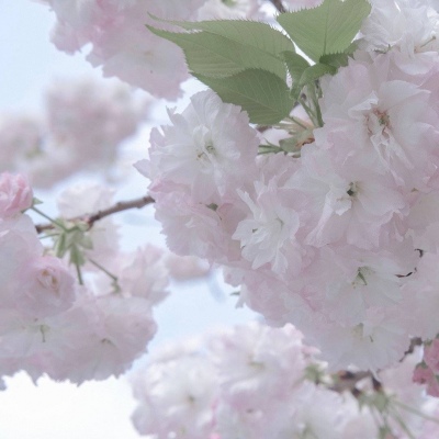 Furry绘画工具推荐FurryQQ群